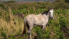 Vulkán na ostrov� Ometepe