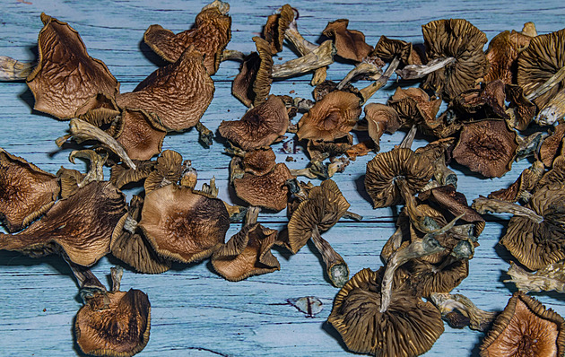 Vědci: „magické houbičky“ pomáhají s léčbou depresí. Pro volný prodej je ale třeba řady změn