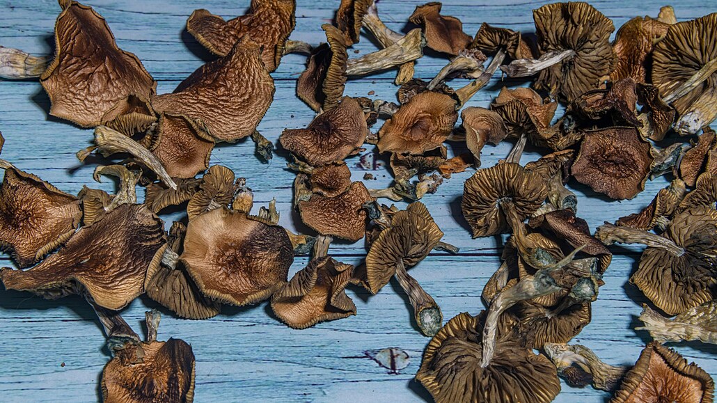 Lysohlávky - ilustra�ní foto.