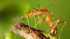 Žlutí mravenci