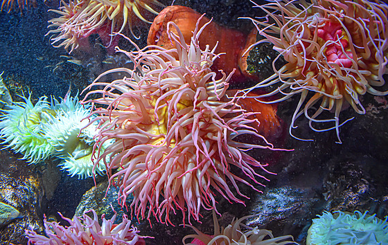 Sasanka (ilustra�ní foto)