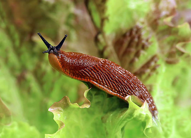 Jak se zbavit slimáků a jiné havěti? Zkuste pivní past, hladovou kachnu či vibrační plašič