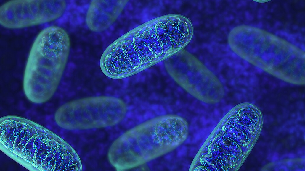 Mitochondrie (ilustraní foto)