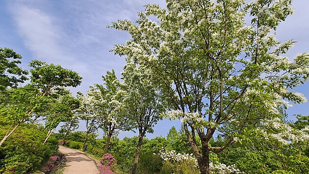 V Koreji si na jaře rozšiřuju své chabé botanické znalosti. Tenhle strom je v Česku raritní, tady populární. Bělas uťatý, těší mě!