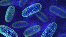 Mitochondrie (ilustrační foto)