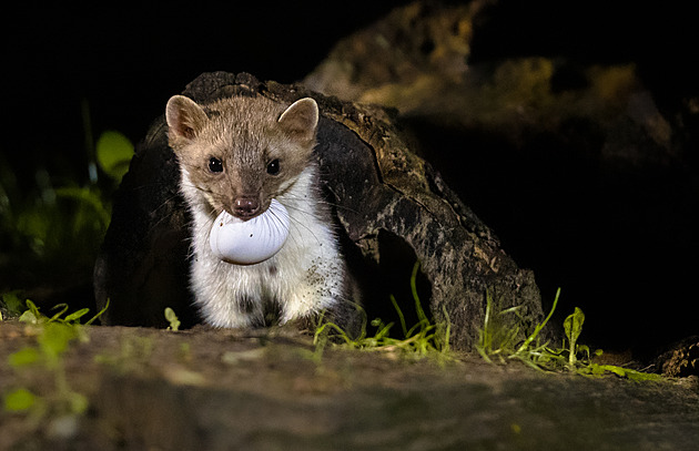 Jak se zbavit kun? Je třeba je vyhnat v létě, babské rady překvapivě fungují