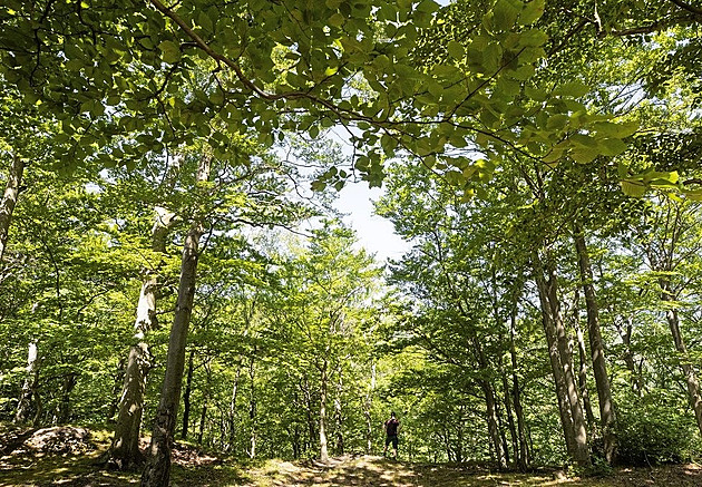 Zelený poklad na dohled od Jiřetína. Tři sta let starý les se možná dočká zápisu do UNESCO