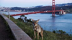 Kojot v San Franciscu