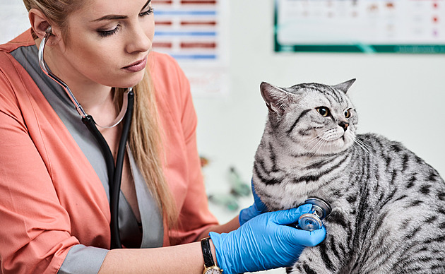 Trable s léky mají kvůli výpadkům i veterináři. Na vině je novela zákona i větší touha lidí po mazlíčcích