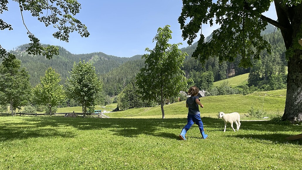 enkova domaija, Slovinsko, ráno na rodinné farm potkáte ovce vyputné na...