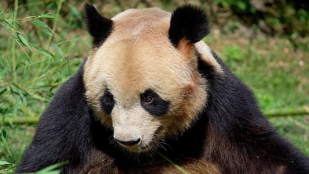 Yuan Meng, první panda narozená ve Francii.