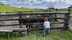 Slovinsko Veliká Planina - Junior se seznamuje s telaty v tradiční salaši