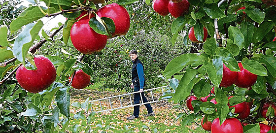 Jablko Odrůda Šampion: Král Českých Sadů