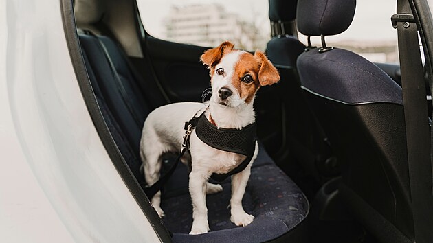 Vedle řidiče pes sedět nesmí. Důležité je, aby si s vámi v dopravním prostředku zvykl