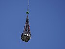 Helikoptéra peváí kapsli z planetky Bennu, která úspn pistála v Utahu.