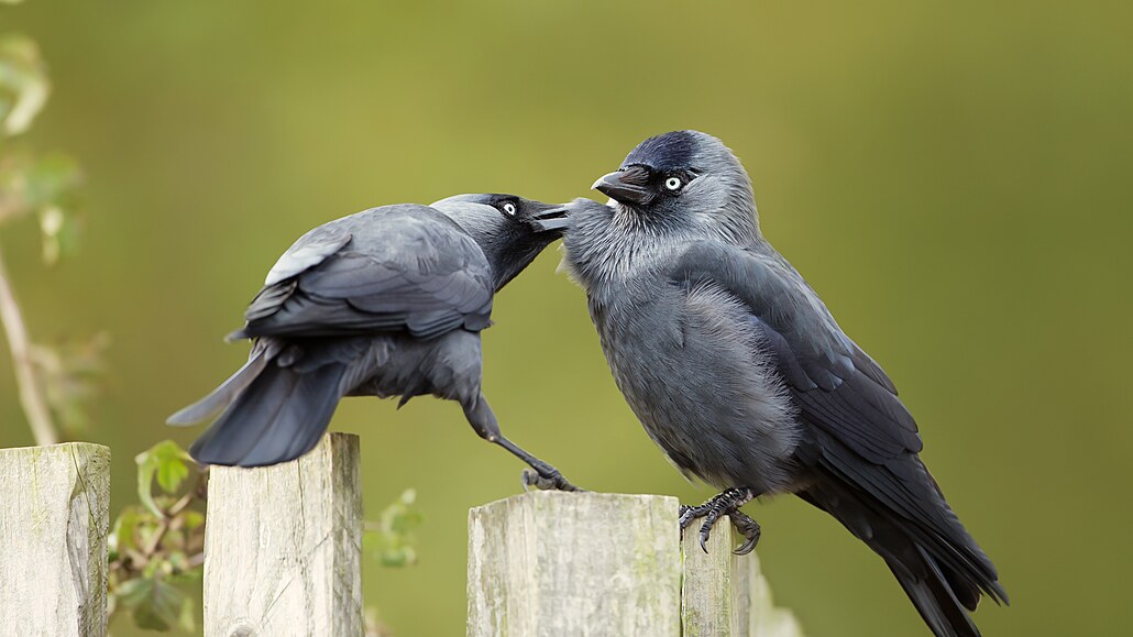 Úsloví, �e krev není voda, neplatí jen o lidech. V�dc�m to p�edvedly kavky...