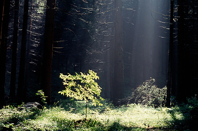 Smrkovým hvozdům zvoní umíráček, trpí na změny klimatu. Experti ale kritizují nadměrné sázení kvůli honbě za zisky