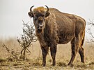 Zubr evropský je sice o nco mení ne americký bizon, ale i tak je to zvíe...