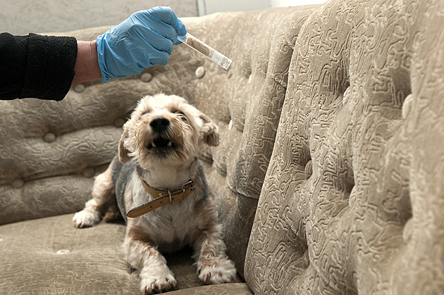 V Paříži nasadili do boje se štěnicemi psy. Francii znervózňují cizopasníci kvůli MS v ragby i olympiádě