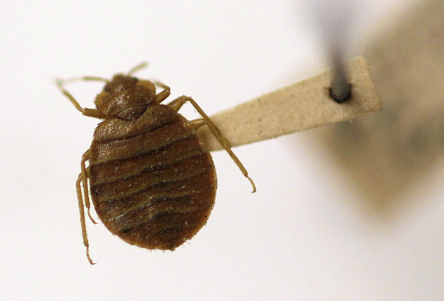 Se štěnicemi se bojuje týdny, říká entomolog. Prozradí je krvavé skvrny na prádle