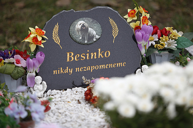 Poslední věci domácích mazlíčků: zpopelnit lze křečka i koně. Na kolik vás vyjde zvířecí pohřeb?