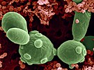 Buky kvasinky Saccharomyces cerevisiae mezi bakteriemi v kvaené ovocné áv