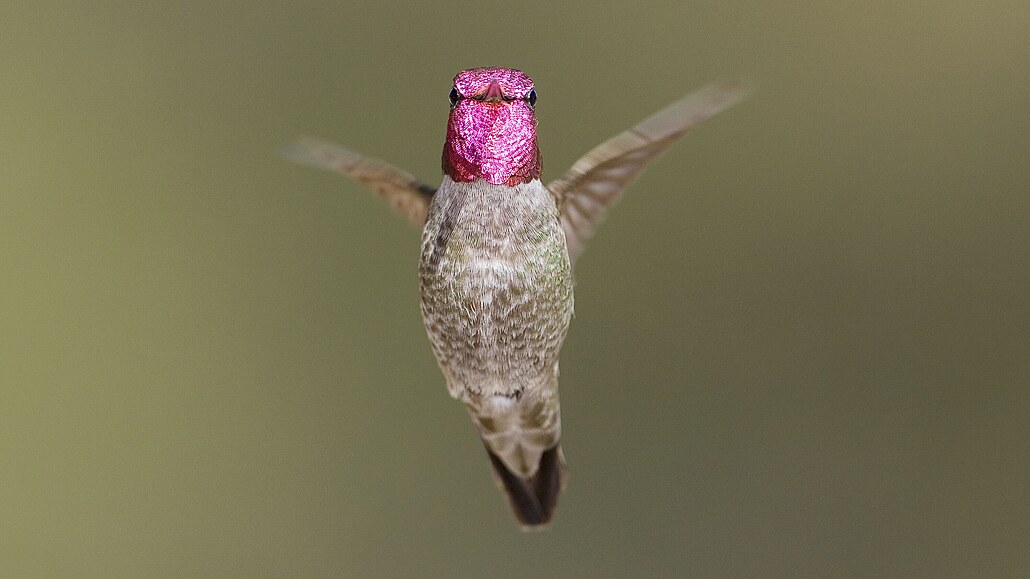 Annin kolibřík