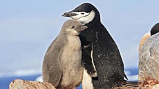 Tučňák uzdičkový s mládětem