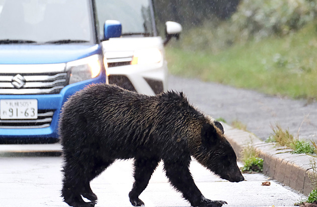 Japonce terorizují medvědi. Za letošní rok mají na svědomí už šest mrtvých