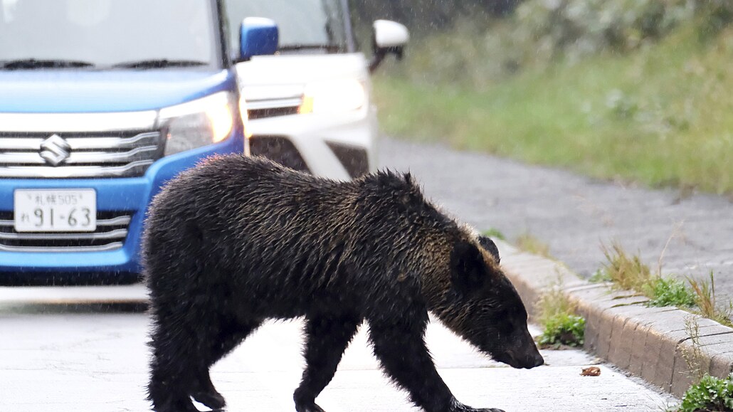Pozor, nebezpené zvíe! Medvd hndý pechází silnici ve mst ari na ostrov...