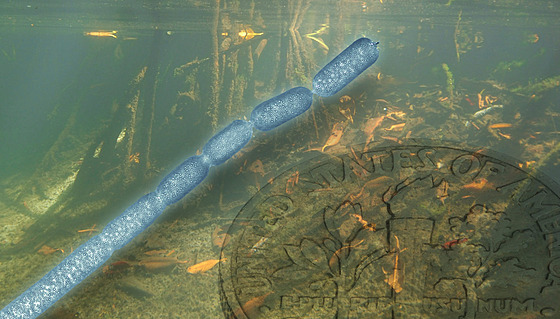 Thiomargarita magnifica