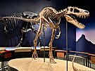 Jane, jedna z nejznámjích a nejlépe zachovalých koster mládte tyrannosaura,...