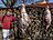 Zabija�ka, prase, por�ka, vep�. Report� LN.