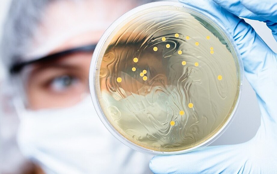 Bakterie (ilustraní foto)