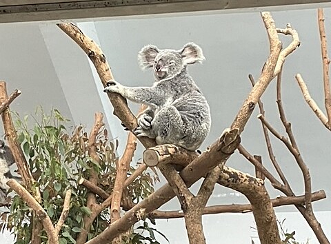 Koala v tchajpejsk zoologick zahrad.
