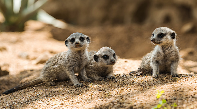 Pražská zoo čelí náporu návštěvníků. Nabízí jim praktické rady, jak se vyhnout davům nebo kdy zajít na oběd