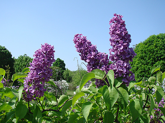 V Polabí vykvetly �e�íky letos u� kolem 6. dubna.