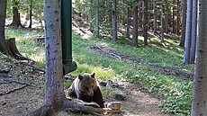 Medvd zachycený fotopastí na Zlínsku.
