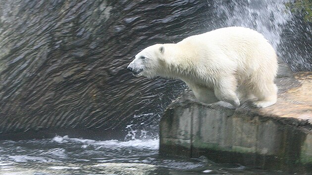 Lední medvd v praské zoo na archivním snímku.