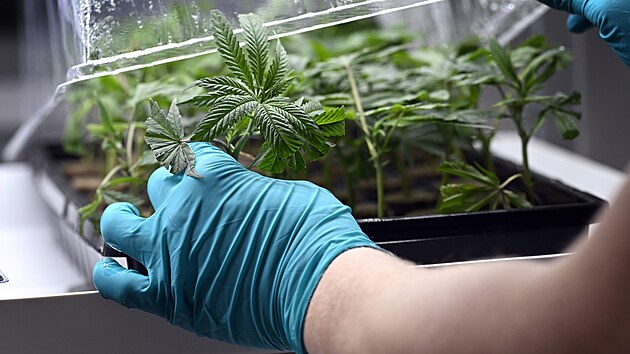 Povolit konopí v Česku? Vládní koalice probere možnosti legalizace, varianty vývoje jsou tři | Česko | Lidovky.cz