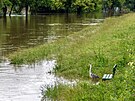 Záplavy v nmeckém Regensburgu.