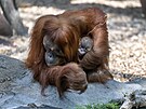 Malý sameek orangutana z praské Zoo dostal jméno Harapan.
