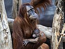 Malý sameek orangutana z praské Zoo dostal jméno Harapan.