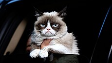 Grumpy Cat