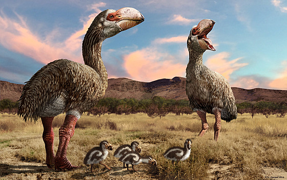 Ilustrace páru druhu Dromornis stirtoni s mlá�aty