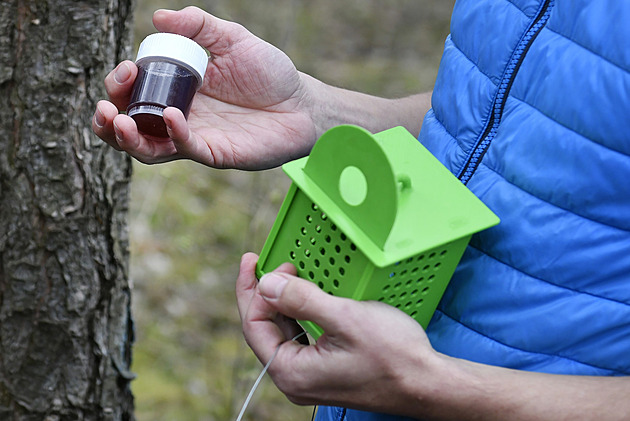 Hon na hmyzí vetřelce pokračuje. Ochránci přírody líčí na požírače včel speciální pasti, jsou z 3D tiskárny