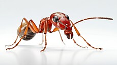 Mravenec argentinský