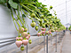 Bílé japonské jahody jsou luxusní ovoce, emu odpovídá cena.