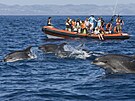 Výpravy za delfíny jsou jedním z nejvtích lákadel pro turisty kadého vku