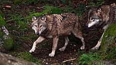 Vl�í výb�h v Srní.